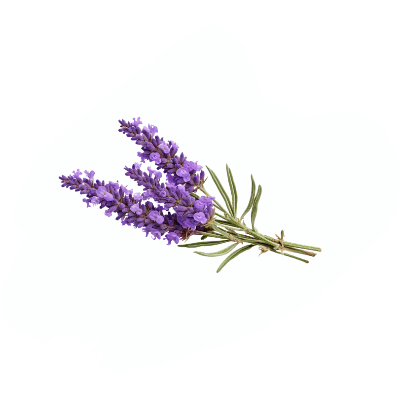 Lavendel 0112